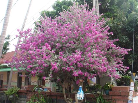 芙蓉樹照顧|【芙蓉樹照顧】新手必看！芙蓉樹照顧秘技：種植、施肥、修剪、。